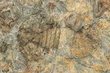 Wide Slab Of Fossil Brittle Stars, Corals & Trilobites #234597-3
